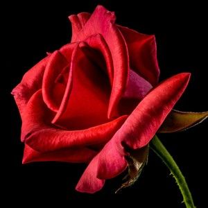 Meet your Posher, Priscilla